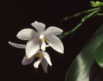 phalaenopsis_tetraspis_big