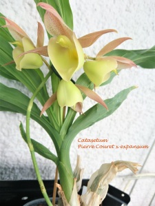 Catasetum Pierre Couret x expansum_B__